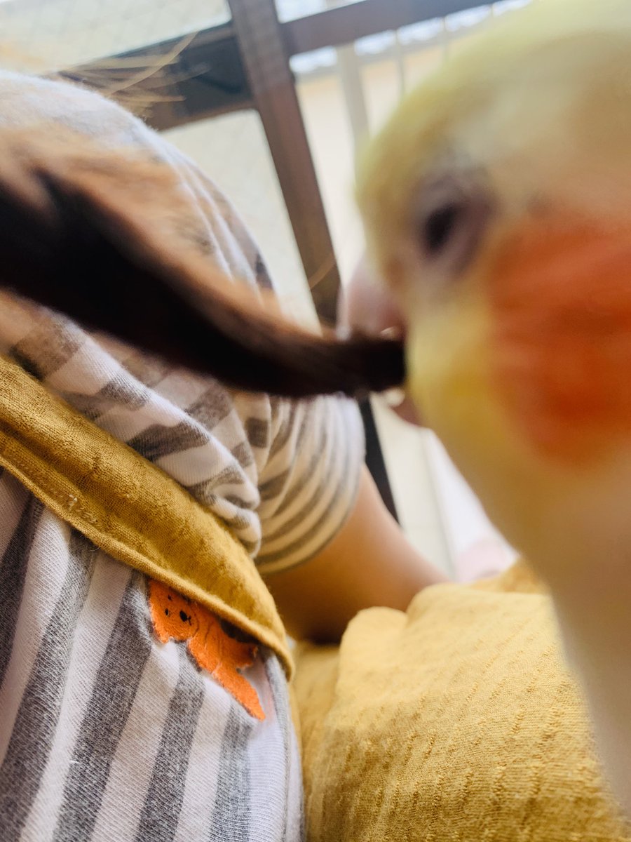 5月のラッキーアクションは
『記念写真を撮る』📸

カメラぱしゃぱしゃ楽しい5月を🫶
（あと2週間なんて信じないぞ）
カレンダーありとなしの待受も
ぜひ使ってね🦜🌟

#akiyo #illustration