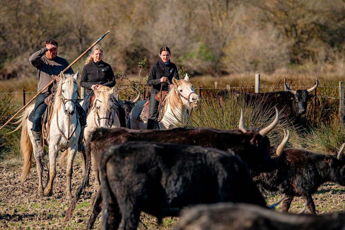 À lire dans <a href="/FigaroMagazine_/">Le Figaro Magazine</a> cette semaine : mon reportage avec <a href="/oliviercoret/">olivier coret</a> sur les traditions camarguaises liées au taureau, marqueur de l'identité de toute une région, et menacées de disparition ⤵ lefigaro.fr/actualite-fran…