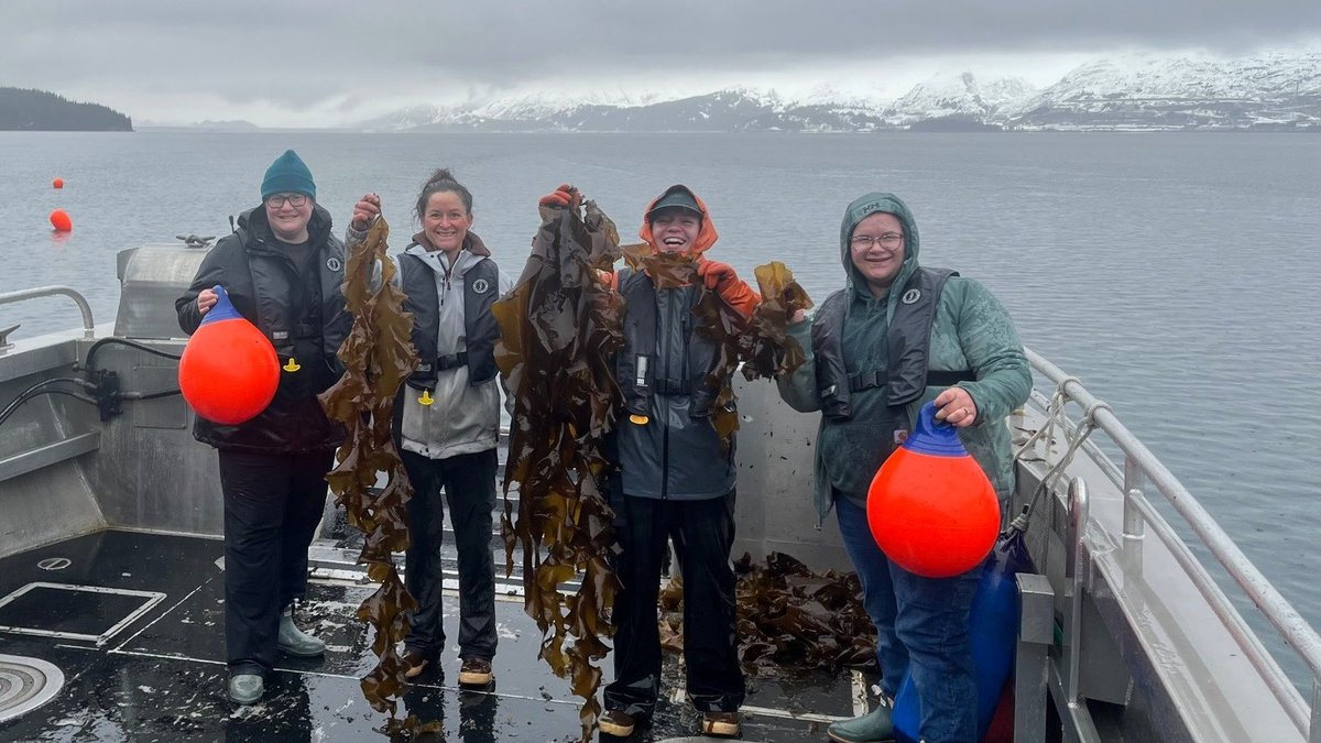 Dr. Amanda Glazier and student Jane Churchill are researching local mariculture by maintaining a small oyster farm! They monitor growth, biofouling, water quality &amp; plankton—vital to oyster health. New oysters move in soon! #Aquaculture #Mariculture #BlueEconomy #OceanFarming