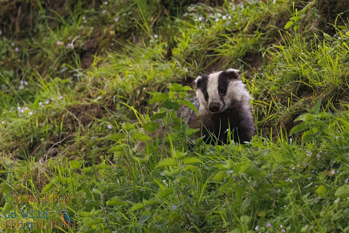 gowildedinburgh's tweet image. I don’t often get to see #badgers in daylight on the Water of Leith but I got lucky this morning!
For the next 8 weeks there's a chance of seeing them in daylight for an hour after sunrise & an hour before sunset 🦡🤞
#Edinburgh #wildlife #urbanwildlife #TwitterNatureCommunity