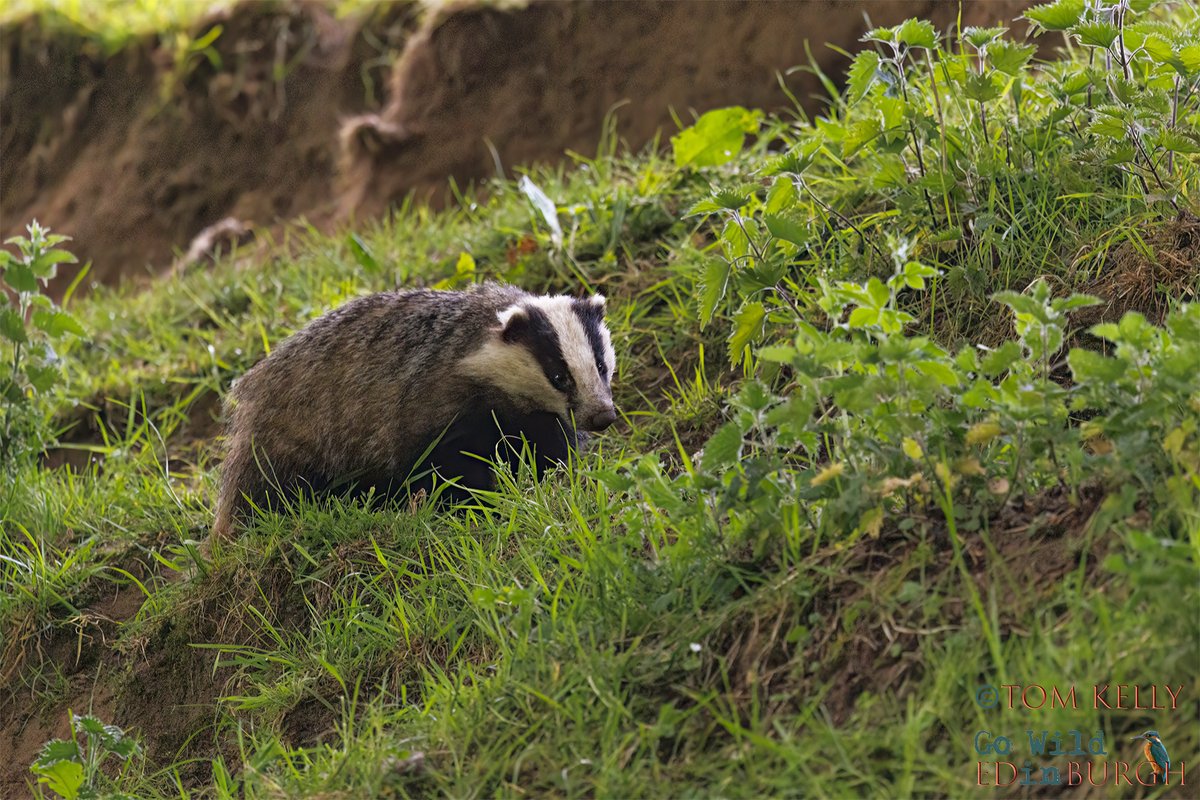 gowildedinburgh's tweet image. I don’t often get to see #badgers in daylight on the Water of Leith but I got lucky this morning!
For the next 8 weeks there's a chance of seeing them in daylight for an hour after sunrise & an hour before sunset 🦡🤞
#Edinburgh #wildlife #urbanwildlife #TwitterNatureCommunity