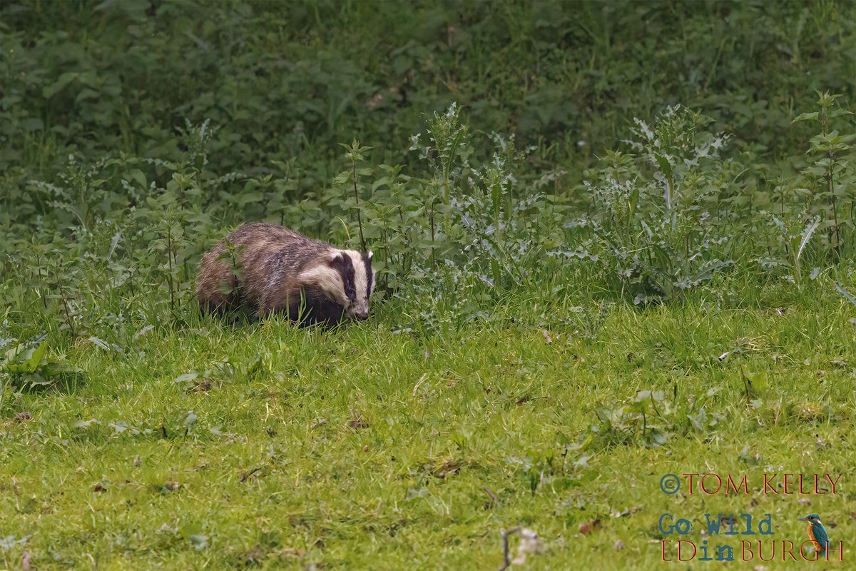 gowildedinburgh's tweet image. I don’t often get to see #badgers in daylight on the Water of Leith but I got lucky this morning!
For the next 8 weeks there's a chance of seeing them in daylight for an hour after sunrise & an hour before sunset 🦡🤞
#Edinburgh #wildlife #urbanwildlife #TwitterNatureCommunity