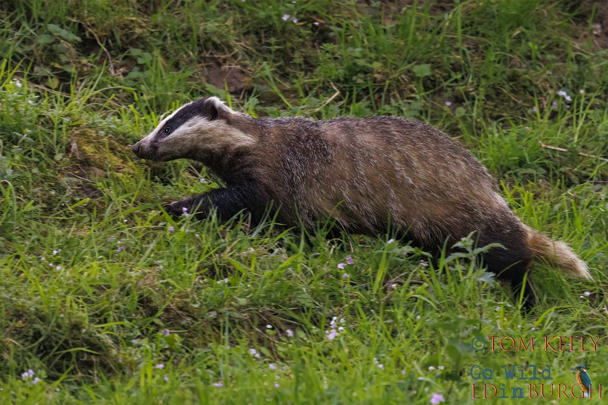 gowildedinburgh's tweet image. I don’t often get to see #badgers in daylight on the Water of Leith but I got lucky this morning!
For the next 8 weeks there's a chance of seeing them in daylight for an hour after sunrise & an hour before sunset 🦡🤞
#Edinburgh #wildlife #urbanwildlife #TwitterNatureCommunity