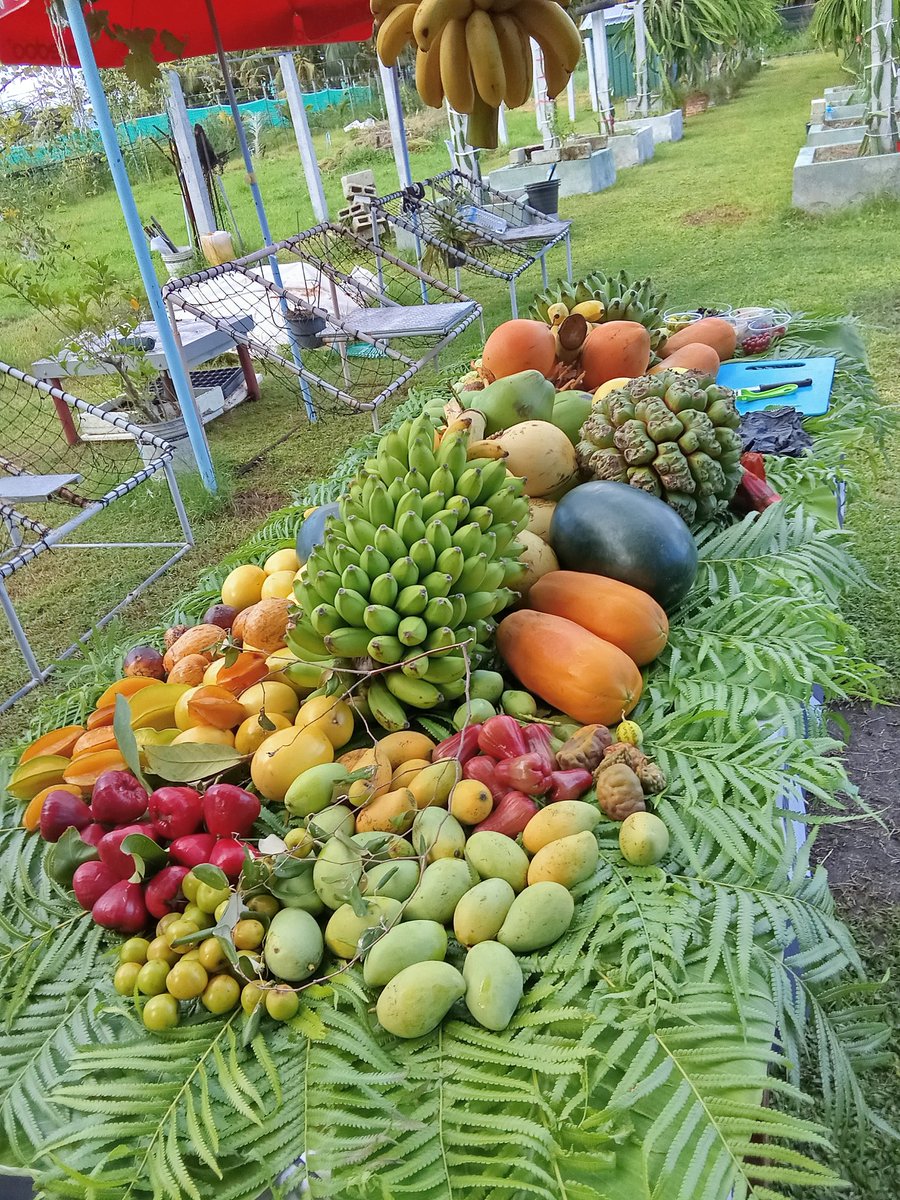 ދިވެހި ދަނޑުބިމުން ދިވެހި އުފެއްދުން.
މިއީ <a href="/ZuvanDhaduveria/">Zuvaan Dhanduveriyaa</a> ގެ ދަނޑު👇