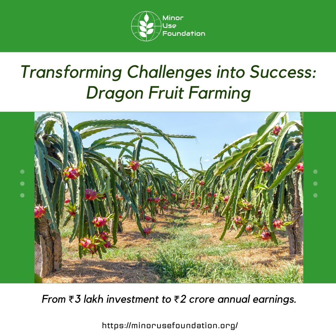 MinorUseFndn's tweet image. At Minor Use Foundation, we draw inspiration from the success stories of dragon fruit farmers who have transformed challenges into thriving ventures. @SIANIAgri #MinorUseFoundation #SIANI #TropicalFruitsInitiative​ #TropicalFruitsLiaison #DragonFruit #Minoruses