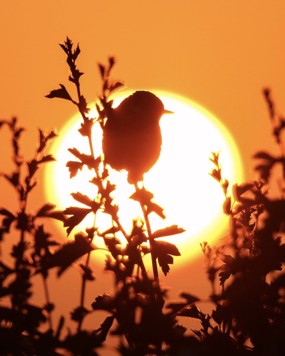 Ed 🦅 (@devontwitcher) on Twitter photo When a Stonechat and a sunset collide
Taken over the weekend at, in my opinion, the best sunset in the UK on Perranporth beach
<a href="/CBWPS1/">Cornwall Birds</a> <a href="/BirdGuides/">BirdGuides</a> When a Stonechat and a sunset collide
Taken over the weekend at, in my opinion, the best sunset in the UK on Perranporth beach
<a href="/CBWPS1/">Cornwall Birds</a> <a href="/BirdGuides/">BirdGuides</a>