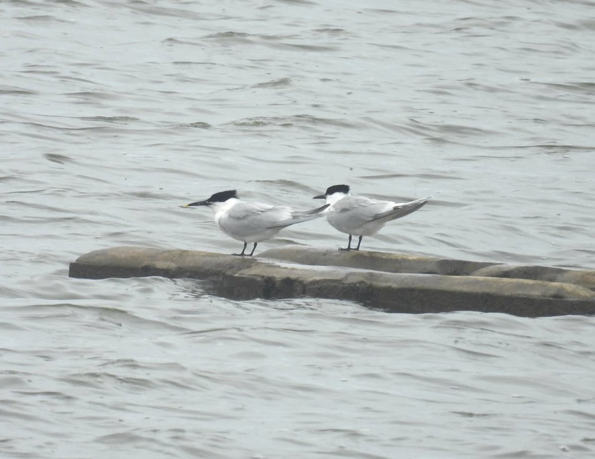 ComberNath's tweet image. Best bits from a few hours at Spurn yesterday. Kilnsea: 2x Spoonbill, Sandwich Terns, LRP. The path to Spurn point: Brent Geese, Whimbrel & Grey Plovers on mudflats. @spurnbirdobs