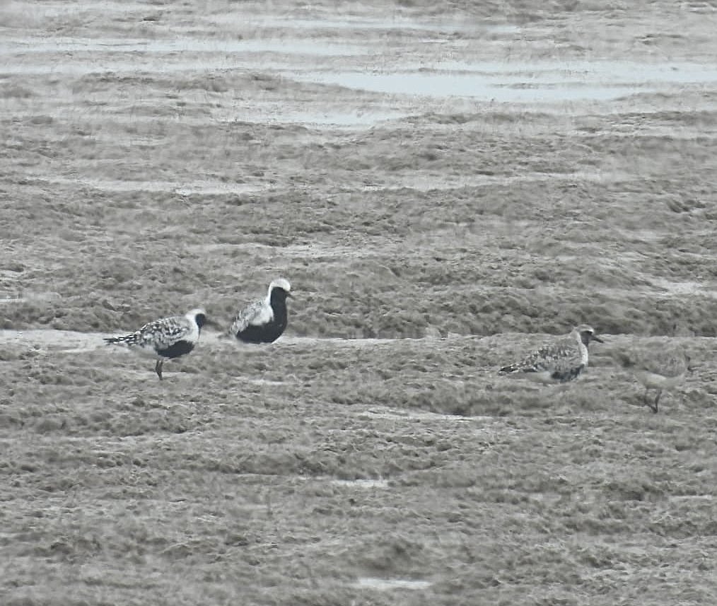 ComberNath's tweet image. Best bits from a few hours at Spurn yesterday. Kilnsea: 2x Spoonbill, Sandwich Terns, LRP. The path to Spurn point: Brent Geese, Whimbrel & Grey Plovers on mudflats. @spurnbirdobs