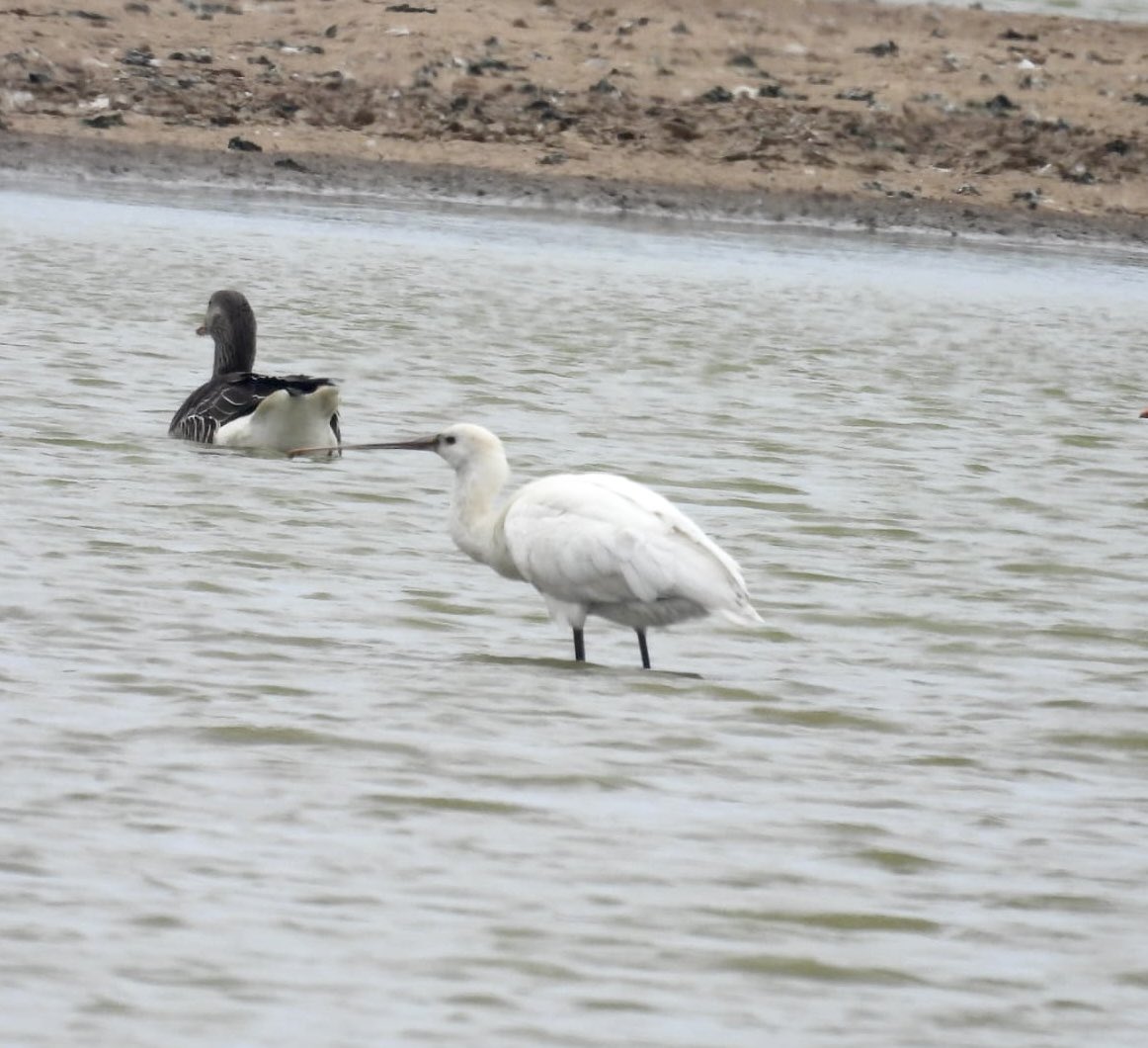 ComberNath's tweet image. Best bits from a few hours at Spurn yesterday. Kilnsea: 2x Spoonbill, Sandwich Terns, LRP. The path to Spurn point: Brent Geese, Whimbrel & Grey Plovers on mudflats. @spurnbirdobs