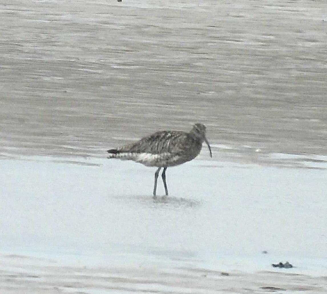 ComberNath's tweet image. Best bits from a few hours at Spurn yesterday. Kilnsea: 2x Spoonbill, Sandwich Terns, LRP. The path to Spurn point: Brent Geese, Whimbrel & Grey Plovers on mudflats. @spurnbirdobs