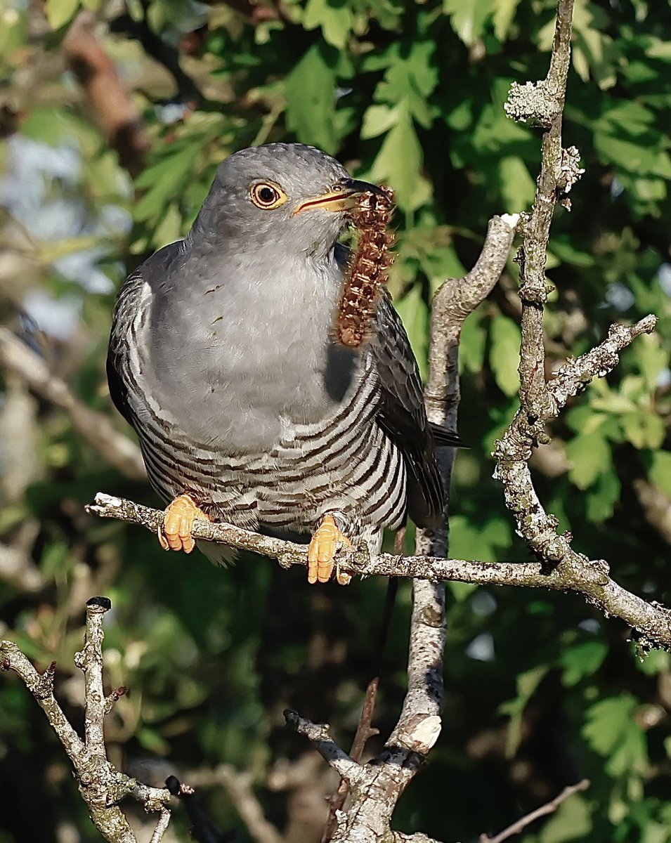 Steve Sanderson (@stevesando1) on Twitter photo Common cuckoo(m) still feeding on Drinker moth caterpillars on Bodmin moor a couple of days ago.
<a href="/CBWPS1/">Cornwall Birds</a> #birding #birds
#birdphotography #NatureLovers #NaturePhotography #wildlifephotography Common cuckoo(m) still feeding on Drinker moth caterpillars on Bodmin moor a couple of days ago.
<a href="/CBWPS1/">Cornwall Birds</a> #birding #birds
#birdphotography #NatureLovers #NaturePhotography #wildlifephotography