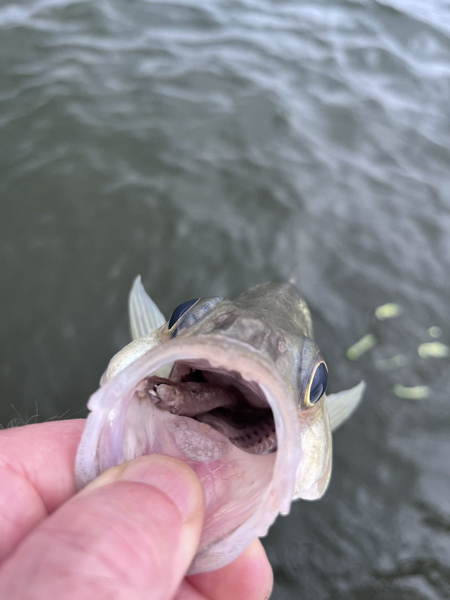 Geoff Mantooth is Trying to Figure it Out tweet media