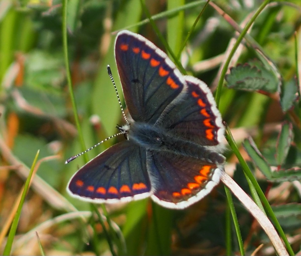 Such a fresh, vibrant,  Brown Argus butterfly, Aricia agestis,  seen yesterday, 18.5. 2025.
Aston Upthorpe Downs, Oxfordshire.
<a href="/savebutterflies/">Butterfly Conservation 🦋</a> <a href="/UpperThamesBC/">BC Upper Thames</a> 
#northwessexdowns.