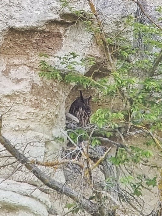 treen_paul's tweet photo. Bulgaria Day 6. Started with a new bird for me during an early morning walk - Marsh Warbler. However, the best had to be the Eagle Owl at Balchik https://t.co/dXWF56P51R