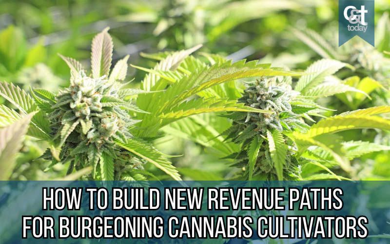 From distillate to white-label deals, here are 5 real ways cultivators can boost revenue without planting another seed.

📷 Read the full guide: cannatechtoday.com/how-to-build-n…

#cannabisbusiness #cultivation #cannabisindustry #mondaymotivation #intrepidgreen