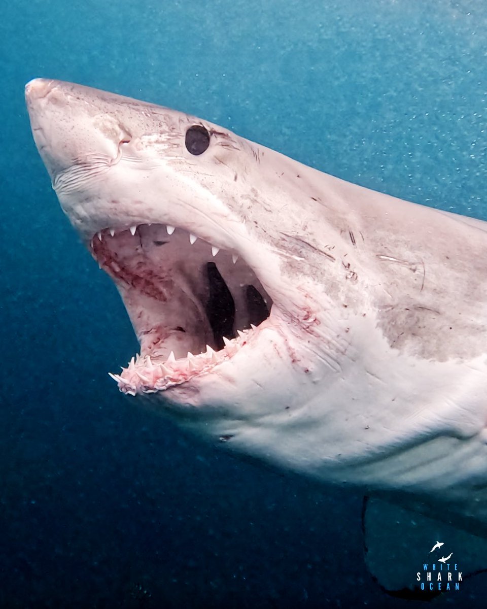 whitesharkocean's tweet photo. Great White Shark Powering Through Crystal Clear Water With Jaw Open https://t.co/fDkXc2EmDz