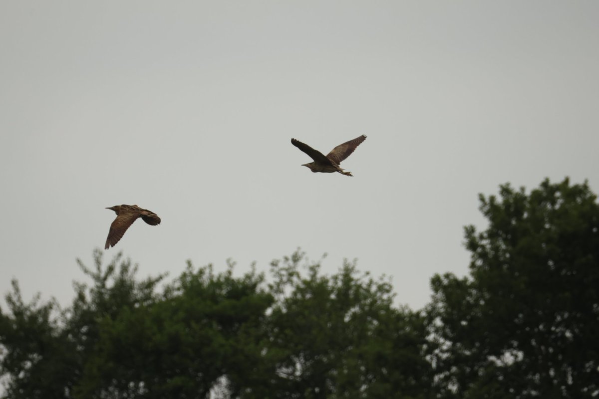 tina_snaps23's tweet photo. 4 bitterns seen in less than a hour at hamwall today #hamwall #somersetlevels #torviewhide https://t.co/bSkdbubNtd