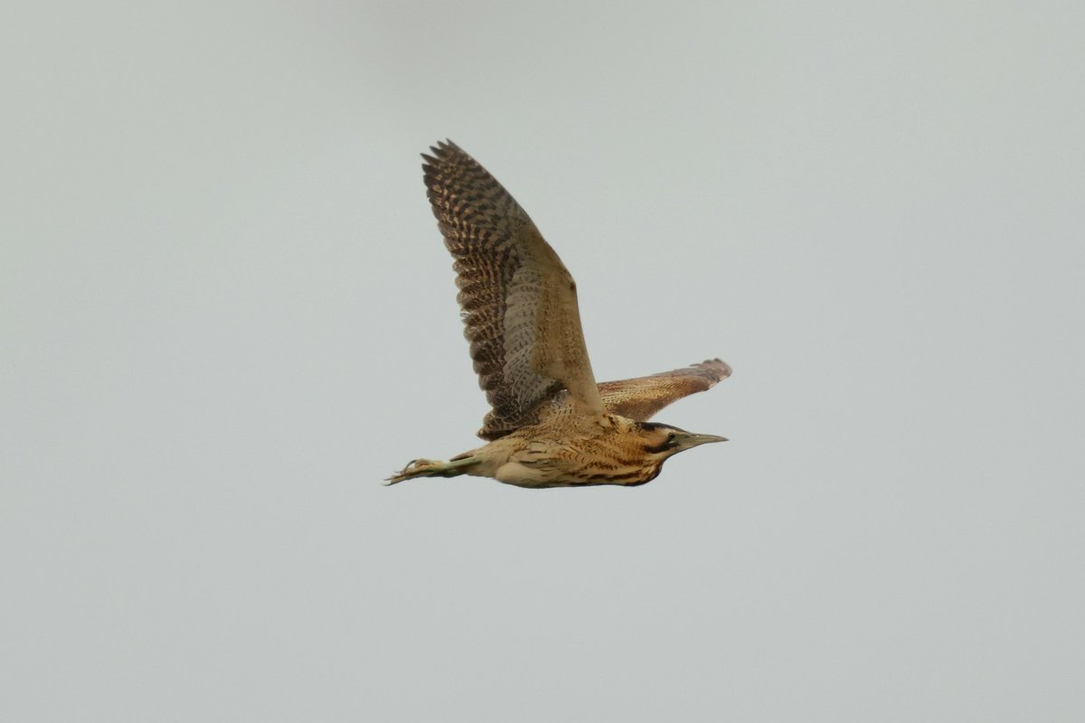 tina_snaps23's tweet photo. 4 bitterns seen in less than a hour at hamwall today #hamwall #somersetlevels #torviewhide https://t.co/bSkdbubNtd