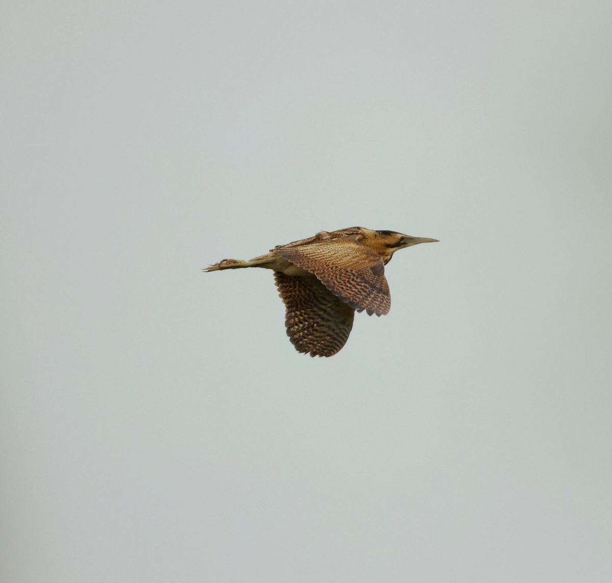tina_snaps23's tweet photo. 4 bitterns seen in less than a hour at hamwall today #hamwall #somersetlevels #torviewhide https://t.co/bSkdbubNtd