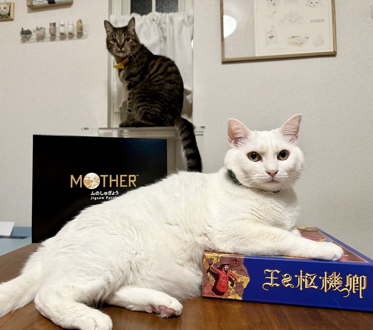 tmrks_tofu's tweet photo. お誕生日にもらったボードゲームとパズルをかっこよく紹介してくれる猫。 https://t.co/iY3TfFAIKL