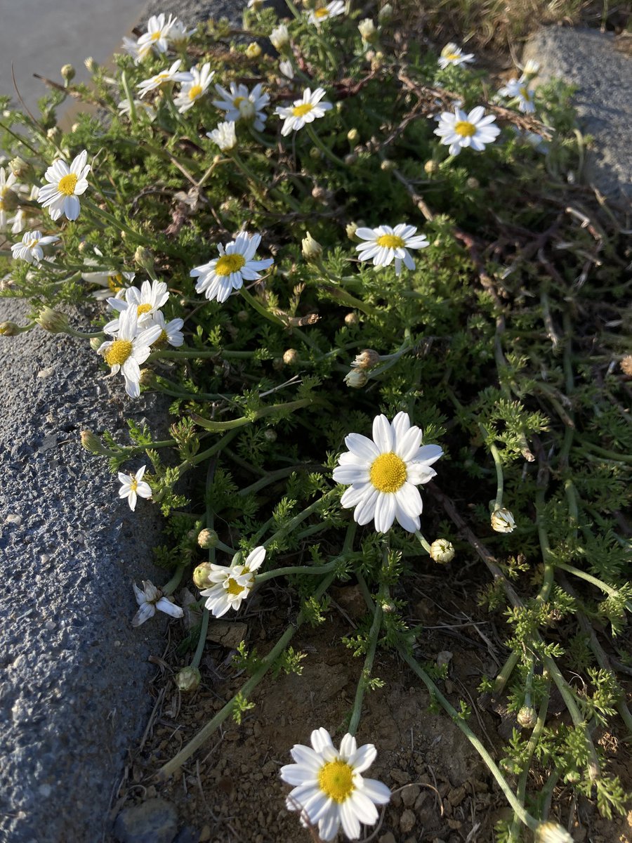 بعشق هالوردة🤍