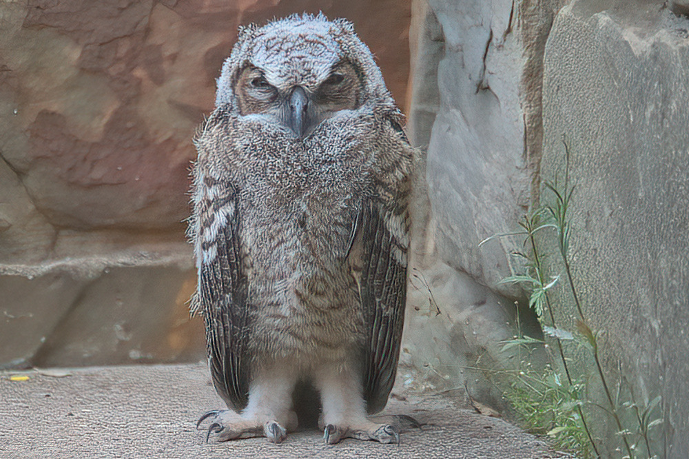 Thanks to Bill J. Boyd for this photo of the fledgling on the morning after slipping from the nest. The young owl seems to be doing well, and it has since moved on from its position below the nest site to explore the territory around the Lady Bird Johnson Wildflower Center.