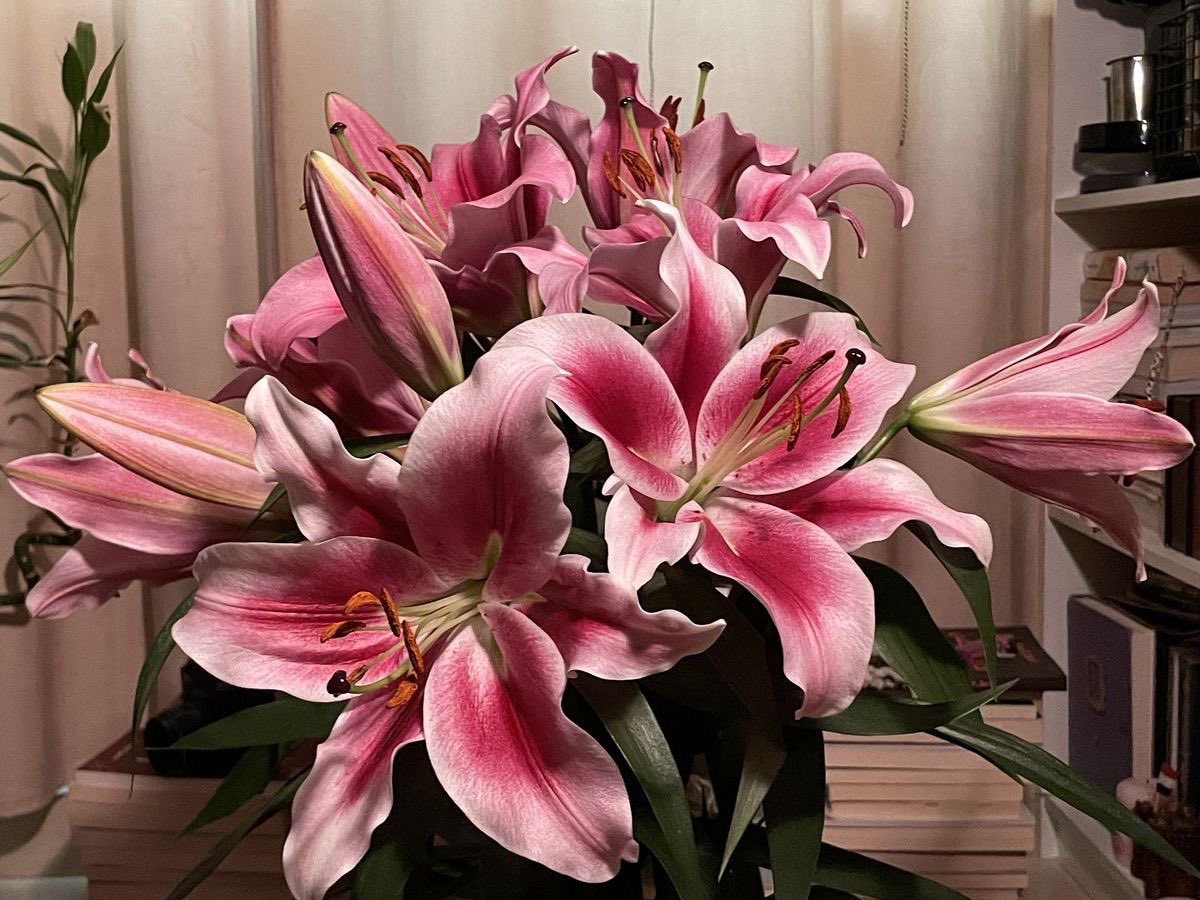 Lilies