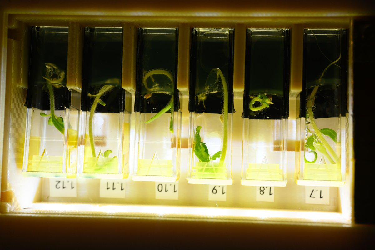 Jonny Kim (@jonnykimusa) on Twitter photo M+33: The Air Force Academy (<a href="/Astro_Ayers/">Nichole “Vapor” Ayers</a>'s alma mater) is doing a neat botanical experiment to examine whether a carbon dioxide replacement can reduce a plant’s dependence on photosynthesis and increase growth in space-grown plants.
This can help reduce energy use on future M+33: The Air Force Academy (<a href="/Astro_Ayers/">Nichole “Vapor” Ayers</a>'s alma mater) is doing a neat botanical experiment to examine whether a carbon dioxide replacement can reduce a plant’s dependence on photosynthesis and increase growth in space-grown plants.
This can help reduce energy use on future