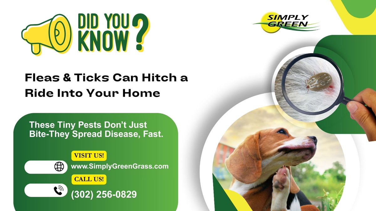 simplygreen_DE's tweet image. Did you know? Fleas &amp;amp; ticks can hitch a ride into your home! 🐾 Keep your lawn bite-free &amp;amp; your family safe with Simply Green’s Flea &amp;amp; Tick Control.
✅ Pet &amp;amp; kid friendly
📞 (302) 256-0829
💻 simplygreengrass.com
#FleaAndTickControl #SimplyGreenLawnCare