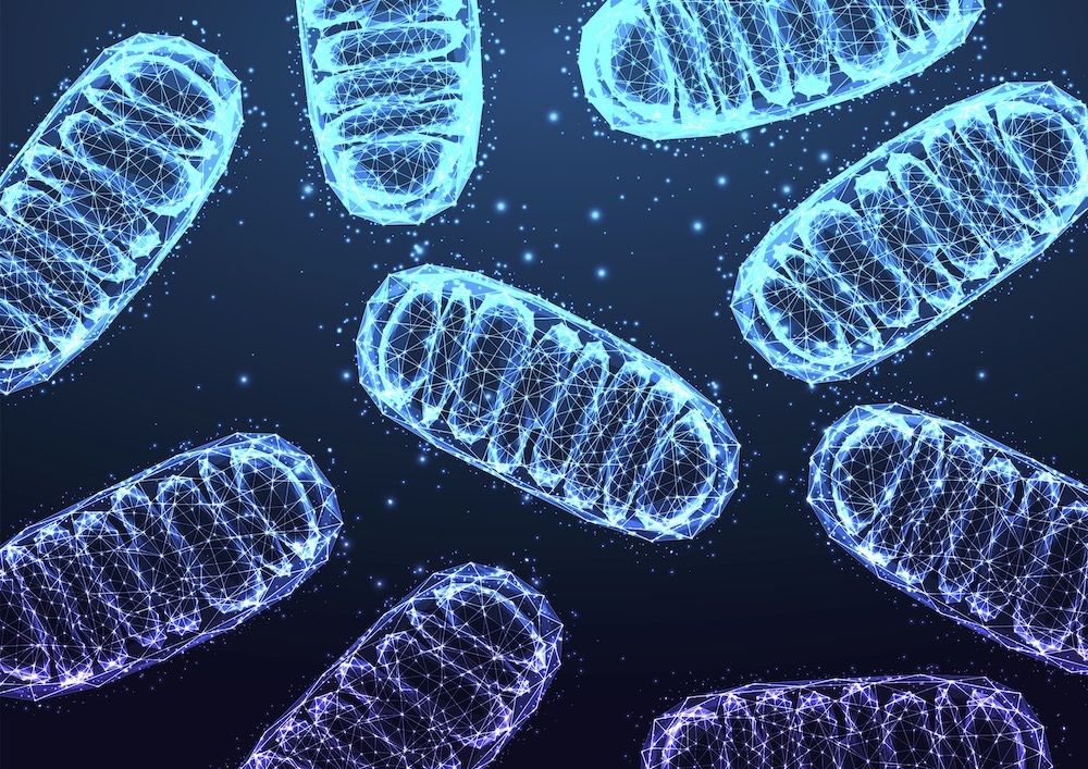 Two common gene mutations in amyotrophic lateral sclerosis have been linked to dysfunction in mitochondria, part of the cell responsible for supplying energy 🧠

The study, led by <a href="/RueppLab/">Ruepp Lab</a>, highlights a potential new direction for drug development👉buff.ly/njZbhQf