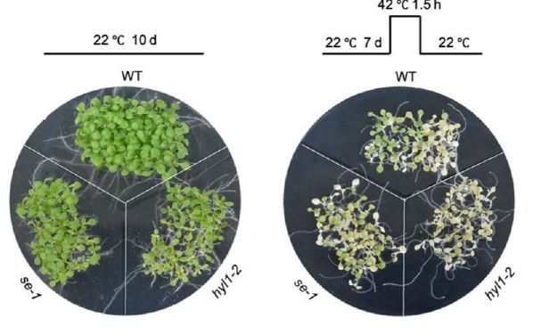 Heat stress triggers enhanced nuclear localization of HYL1 to regulate miRNA biogenesis and thermotolerance in plants (Yiming Cao , Jiaxin Zhang , Zhong Zhao , Guiliang Tang , Jun Yan) doi.org/10.1093/plcell… <a href="/ASPB/">ASPB</a> #PlantSci