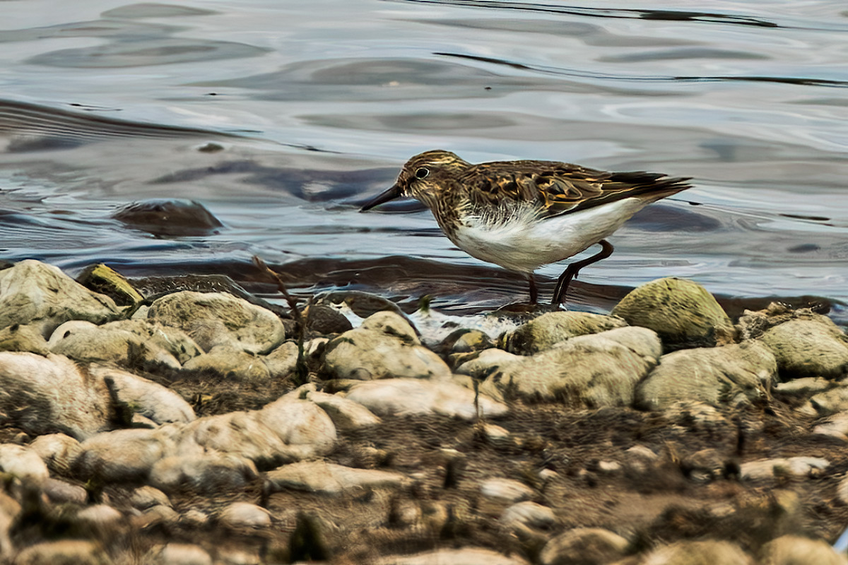 Derek Lees (@derek_lees) on Twitter photo Temmink's Stint (Calidris temminckii) Shot through heat haze.
Taken along Admaston Reach at Blithfield Reservoir (WMBC Permit Only), Staffordshire, UK.
19/05/2025
#TemminksStint
#Blithfield
<a href="/WestMidBirdClub/">West Midland Bird Club</a> <a href="/Staffsbirdnews/">Staffs Bird News</a> <a href="/RareBirdAlertUK/">RareBirdAlertUK</a> Temmink's Stint (Calidris temminckii) Shot through heat haze.
Taken along Admaston Reach at Blithfield Reservoir (WMBC Permit Only), Staffordshire, UK.
19/05/2025
#TemminksStint
#Blithfield
<a href="/WestMidBirdClub/">West Midland Bird Club</a> <a href="/Staffsbirdnews/">Staffs Bird News</a> <a href="/RareBirdAlertUK/">RareBirdAlertUK</a>
