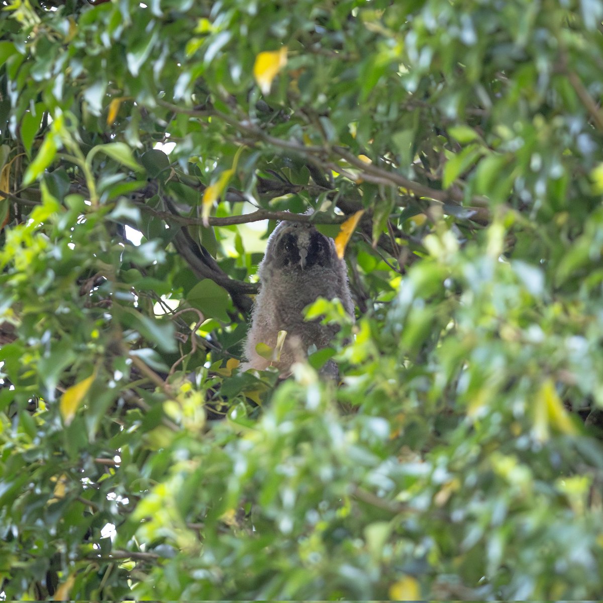 dunbar44's tweet image. Birding highlighs from the weekend, red footed Falcon, cuckoos and long-eared owl!
