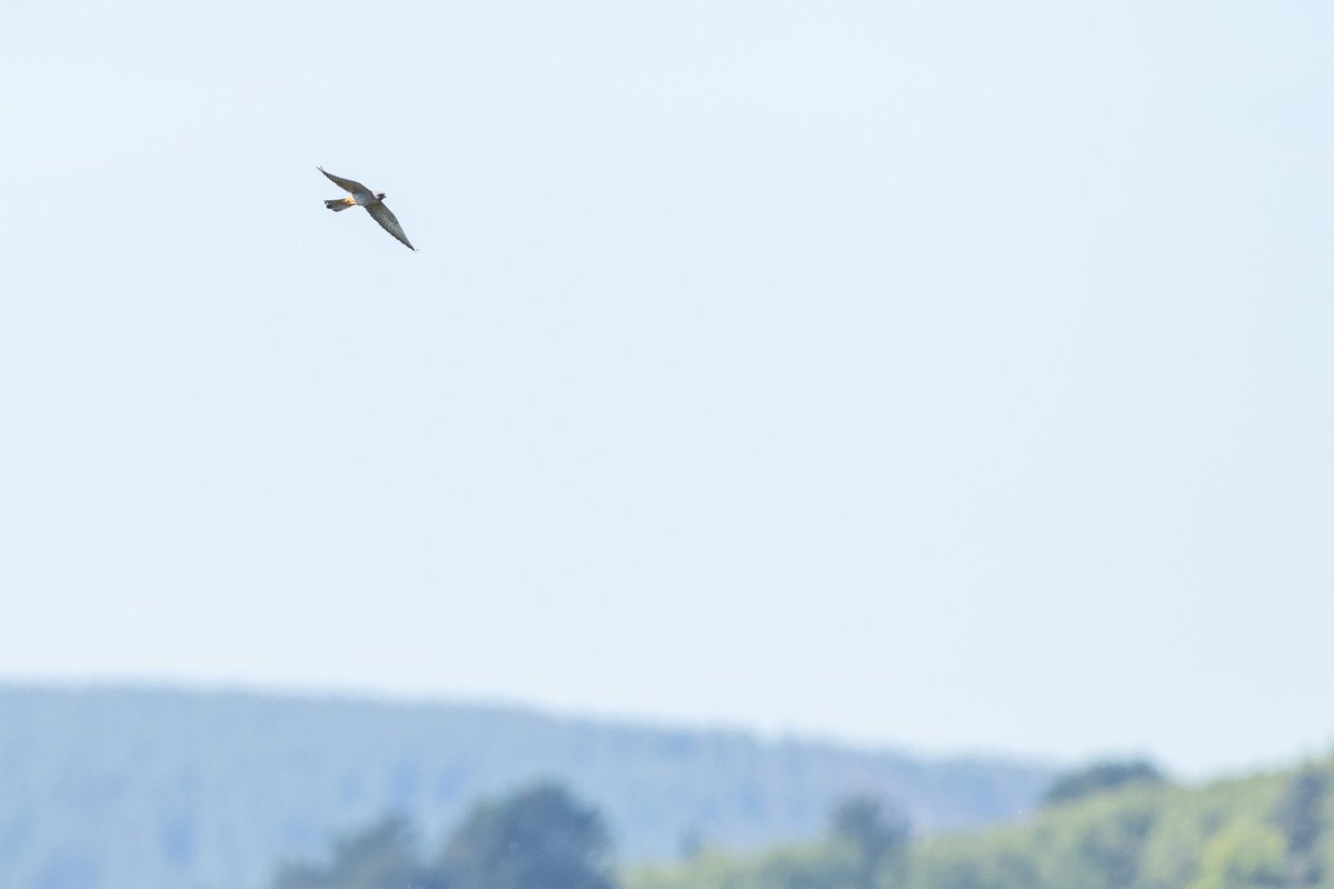 dunbar44's tweet image. Birding highlighs from the weekend, red footed Falcon, cuckoos and long-eared owl!