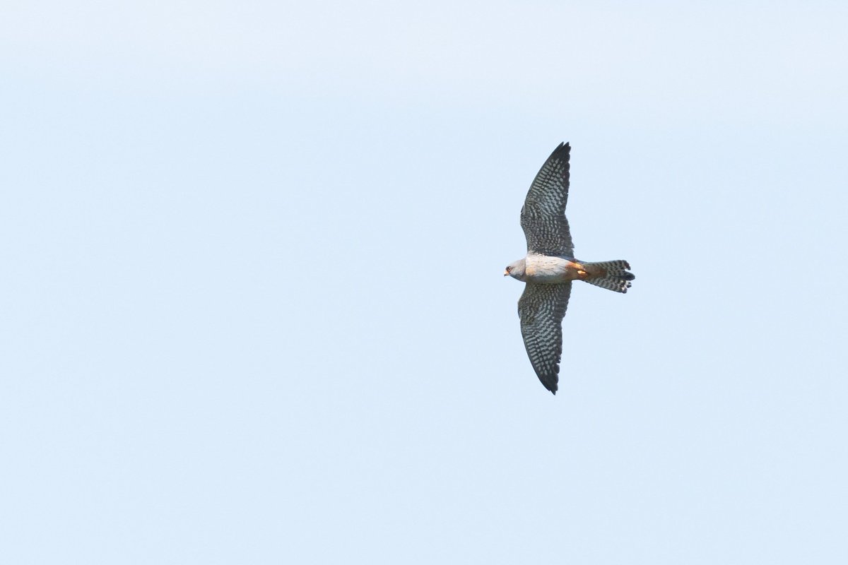 dunbar44's tweet image. Birding highlighs from the weekend, red footed Falcon, cuckoos and long-eared owl!