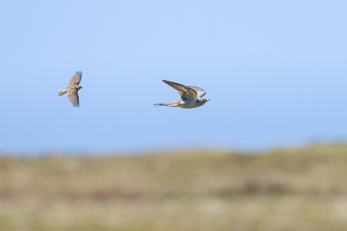 dunbar44's tweet image. Birding highlighs from the weekend, red footed Falcon, cuckoos and long-eared owl!