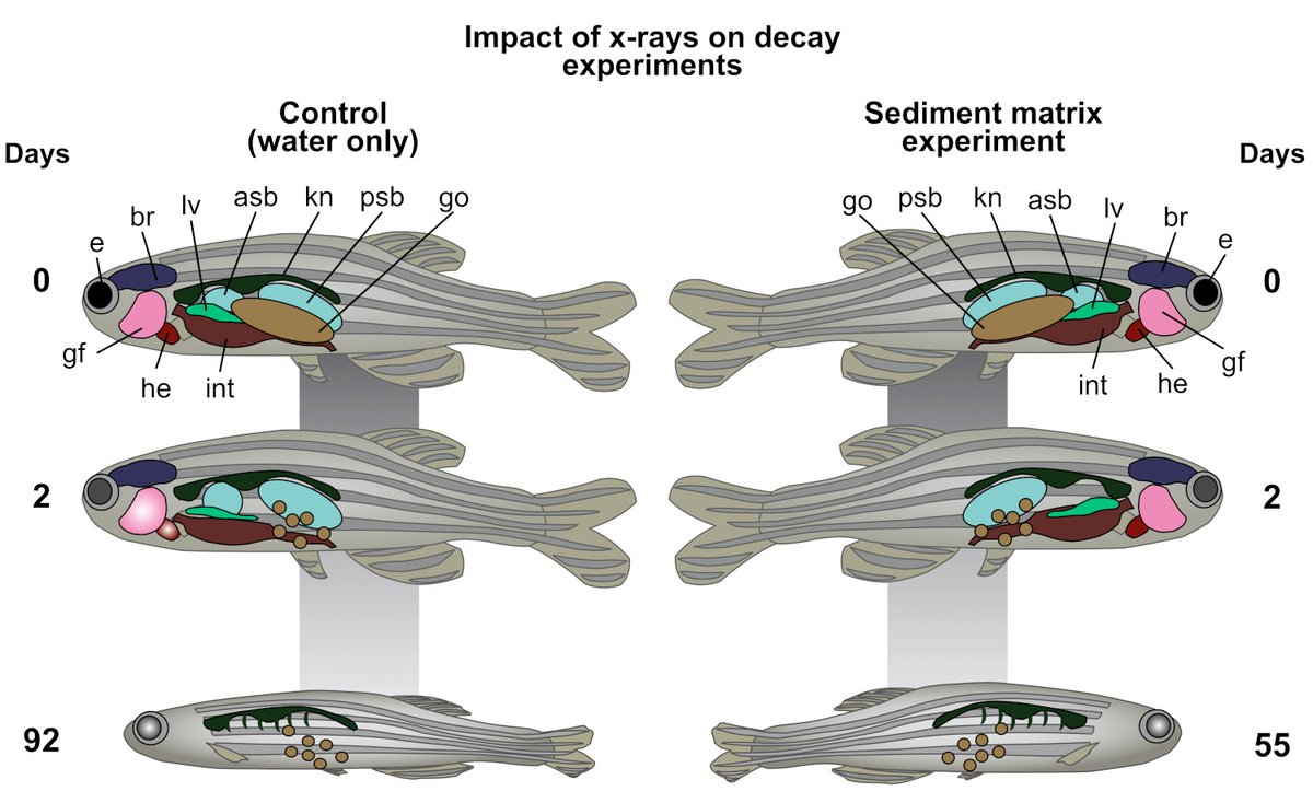 The PalAss (@thepalass) on Twitter photo Investigating the impact of x-rays on decay: x-ray computed tomography as a non-invasive visualization technique for sediment-based decay experiments onlinelibrary.wiley.com/doi/10.1111/pa… <a href="/Thomas_Clements/">Dr Thomas Clements</a> <a href="/wileyearthspace/">Wiley Earth and Space Science</a> <a href="/unibirmingham/">Uni of Birmingham</a> <a href="/NERCscience/">Natural Environment Research Council</a> Investigating the impact of x-rays on decay: x-ray computed tomography as a non-invasive visualization technique for sediment-based decay experiments onlinelibrary.wiley.com/doi/10.1111/pa… <a href="/Thomas_Clements/">Dr Thomas Clements</a> <a href="/wileyearthspace/">Wiley Earth and Space Science</a> <a href="/unibirmingham/">Uni of Birmingham</a> <a href="/NERCscience/">Natural Environment Research Council</a>
