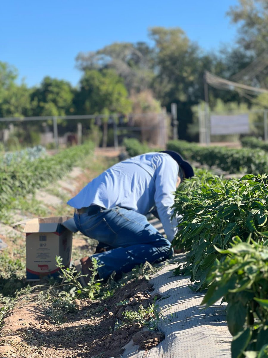 Soy Unison tweet media