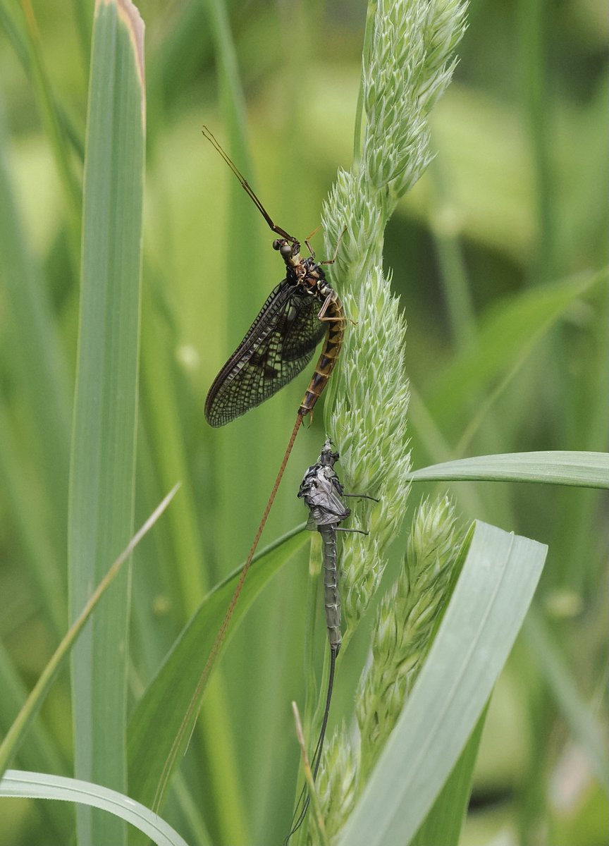 rlewington2's tweet image. One of many freshly emerged Drake Mackerel - Ephemera vulgata male, by the Thames this morning.