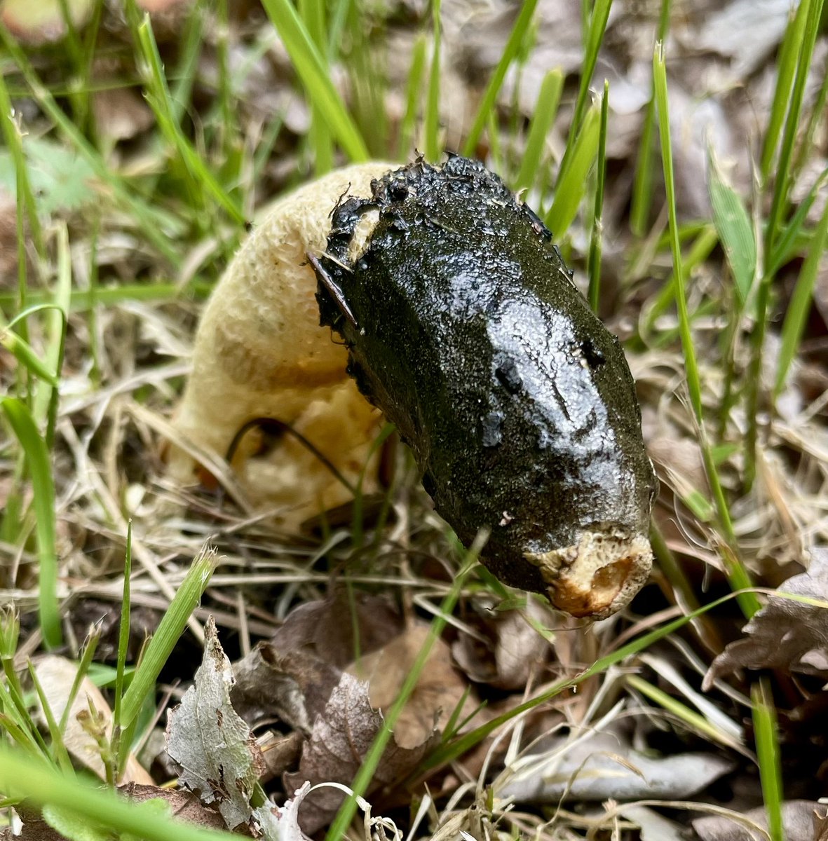 Sooo… found this slimy member growing in my yard