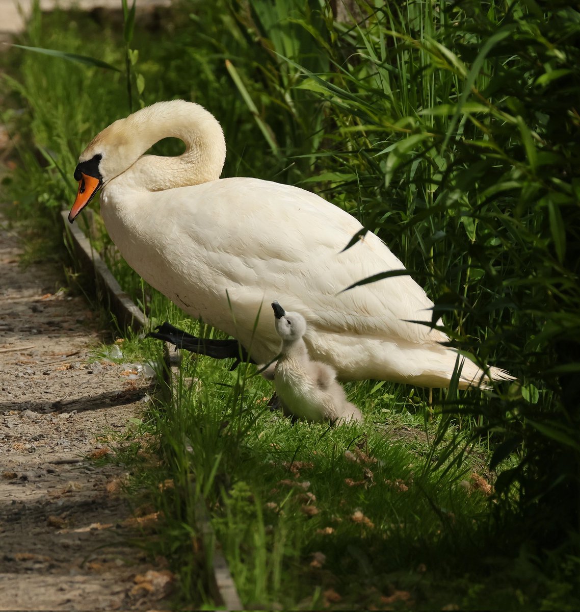 tina_snaps23's tweet photo. Two cygnets with parents at hamwall today.. so sweet! #hamwall #rspbhamwall #somersetlevels https://t.co/hMxgEePSj9