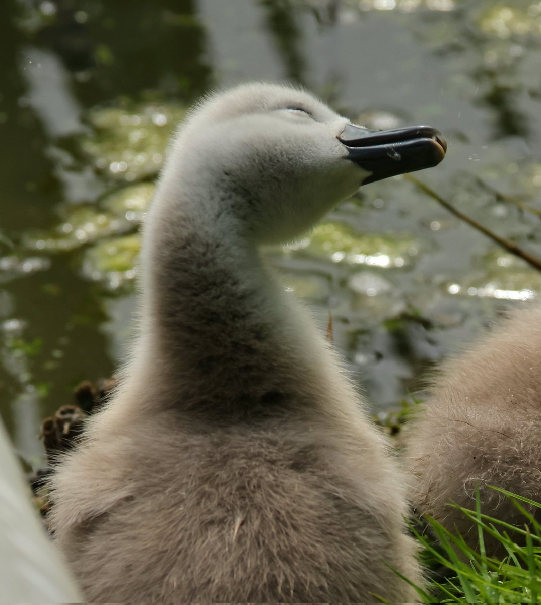 tina_snaps23's tweet photo. Two cygnets with parents at hamwall today.. so sweet! #hamwall #rspbhamwall #somersetlevels https://t.co/hMxgEePSj9