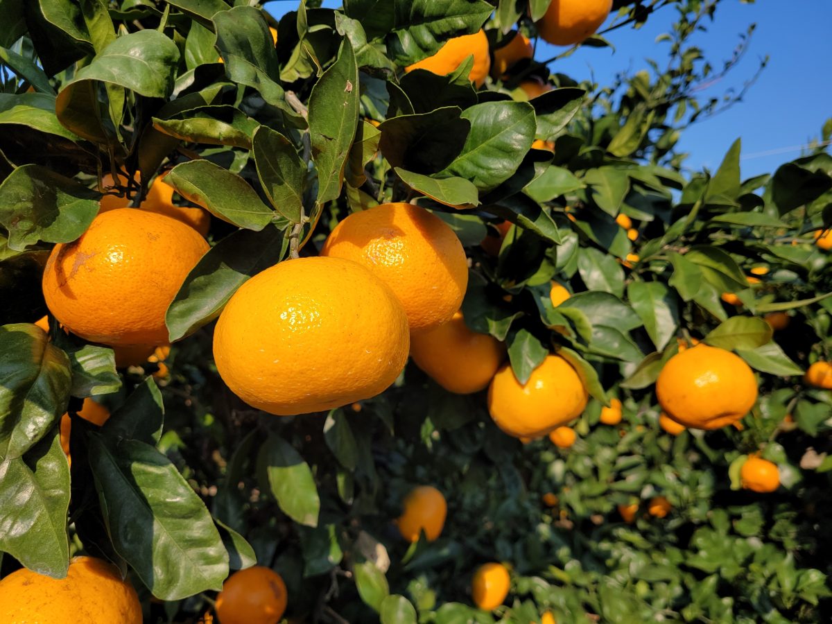 La Huerta Digital 📱 (@huerta_digital) on Twitter photo Científicos descifran la resistencia al HLB y desarrollan tratamiento con inteligencia artificial 🍊🦠
<a href="/redagricola/">Revista Redagrícola</a> 📷 redagricola.com/cientificos-de… Científicos descifran la resistencia al HLB y desarrollan tratamiento con inteligencia artificial 🍊🦠
<a href="/redagricola/">Revista Redagrícola</a> 📷 redagricola.com/cientificos-de…