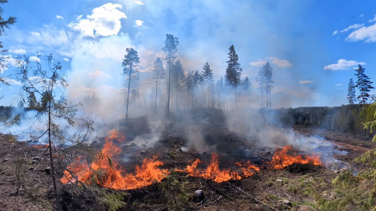 Tomi Lankinen (@lankinentomi) on Twitter photo Uudistavassa metsätaloudessa lehtojen, paahdealueiden ja paloympäristöjen lajistoa turvataan erityistoimin. Ohessa esimerkki käytännön toimista Kanta-Hämeestä tältä päivältä. Keli suosi ja kulotus onnistui loistavasti. <a href="/MetsaGroup/">Metsä Group</a> Uudistavassa metsätaloudessa lehtojen, paahdealueiden ja paloympäristöjen lajistoa turvataan erityistoimin. Ohessa esimerkki käytännön toimista Kanta-Hämeestä tältä päivältä. Keli suosi ja kulotus onnistui loistavasti. <a href="/MetsaGroup/">Metsä Group</a>