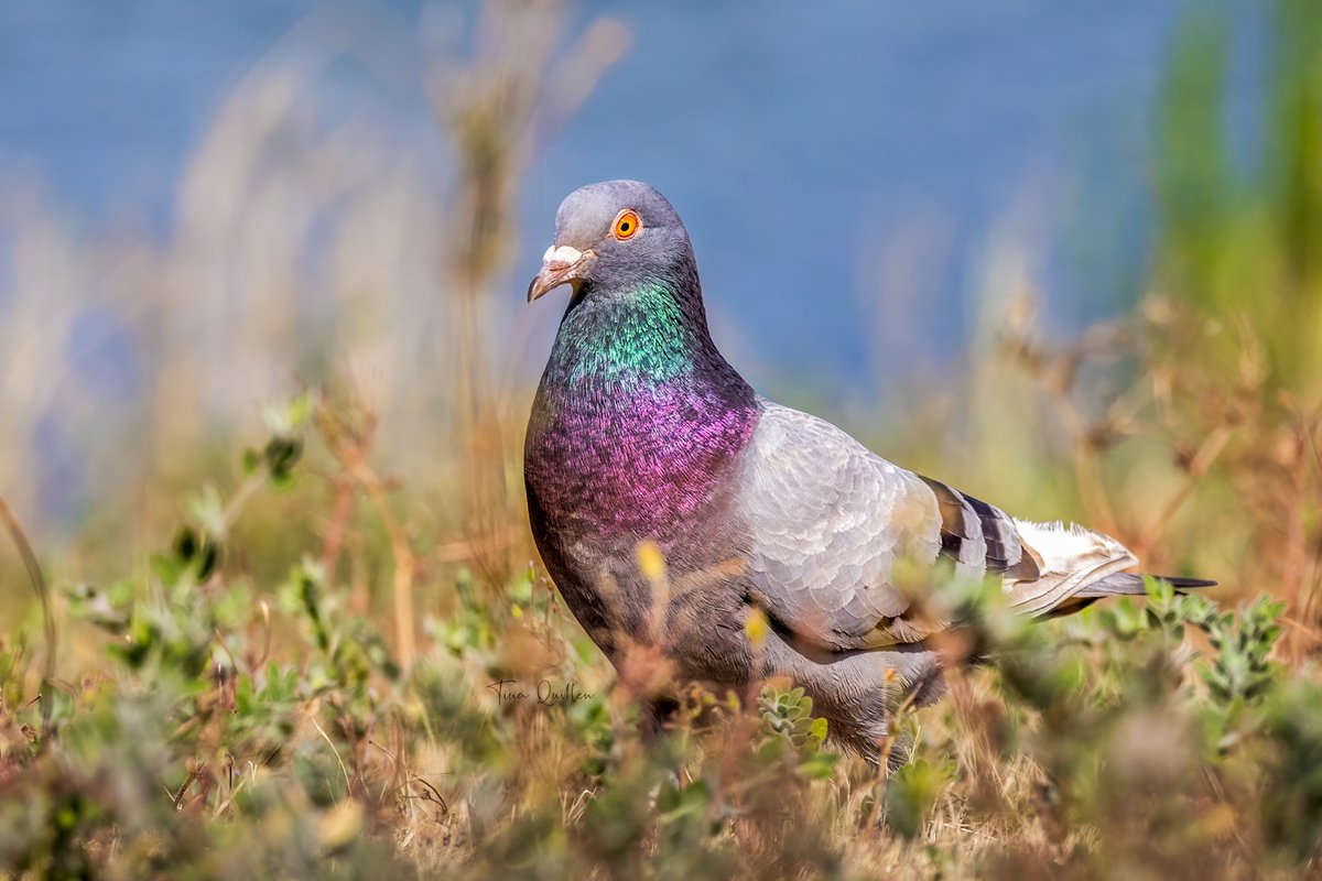 aHeartSoFull's tweet photo. Love them or hate them, I think we can all agree that they are very pretty.
#pigeon #peskybirds #nature #wildlife #birdphotography https://t.co/nUfw2Z4A6O