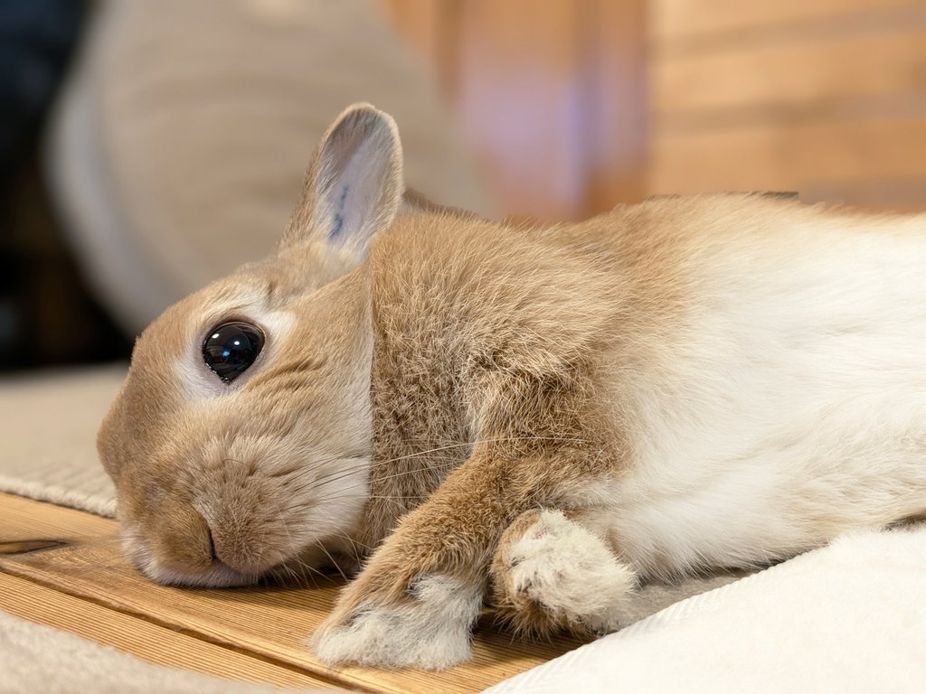 おててはくろす