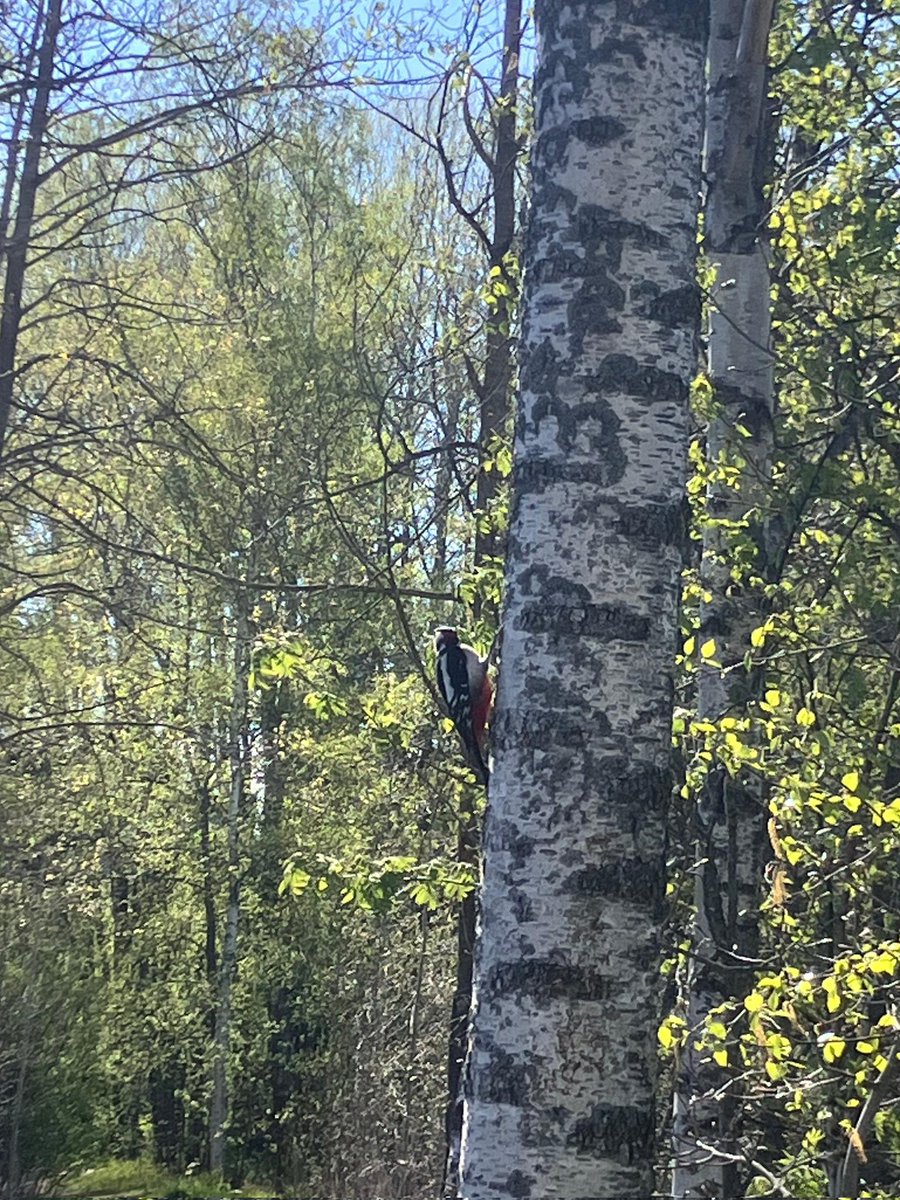 Anshikam47's tweet photo. And I spotted the "Great Spotted Woodpecker" 😇 https://t.co/zSlSfge0tR
