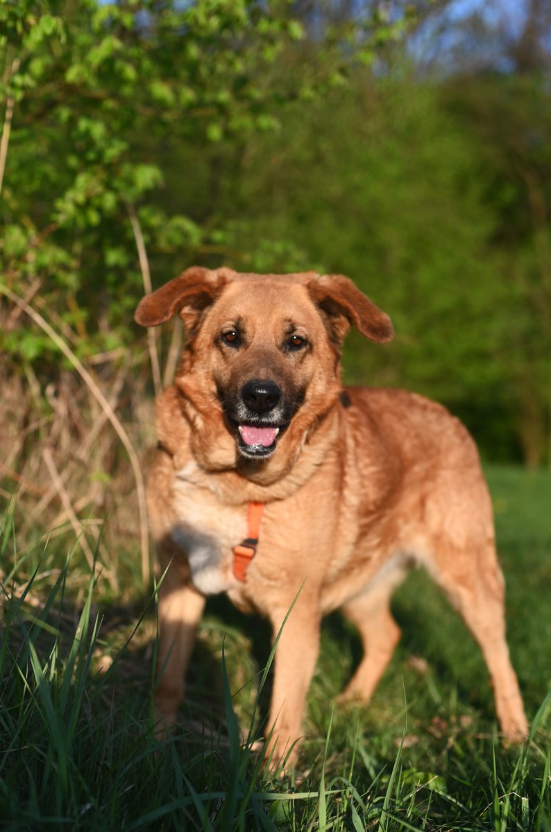 Piękna super psinka Gaja ❤️❤️❤️ szuka kochającego Domu!  ❤️