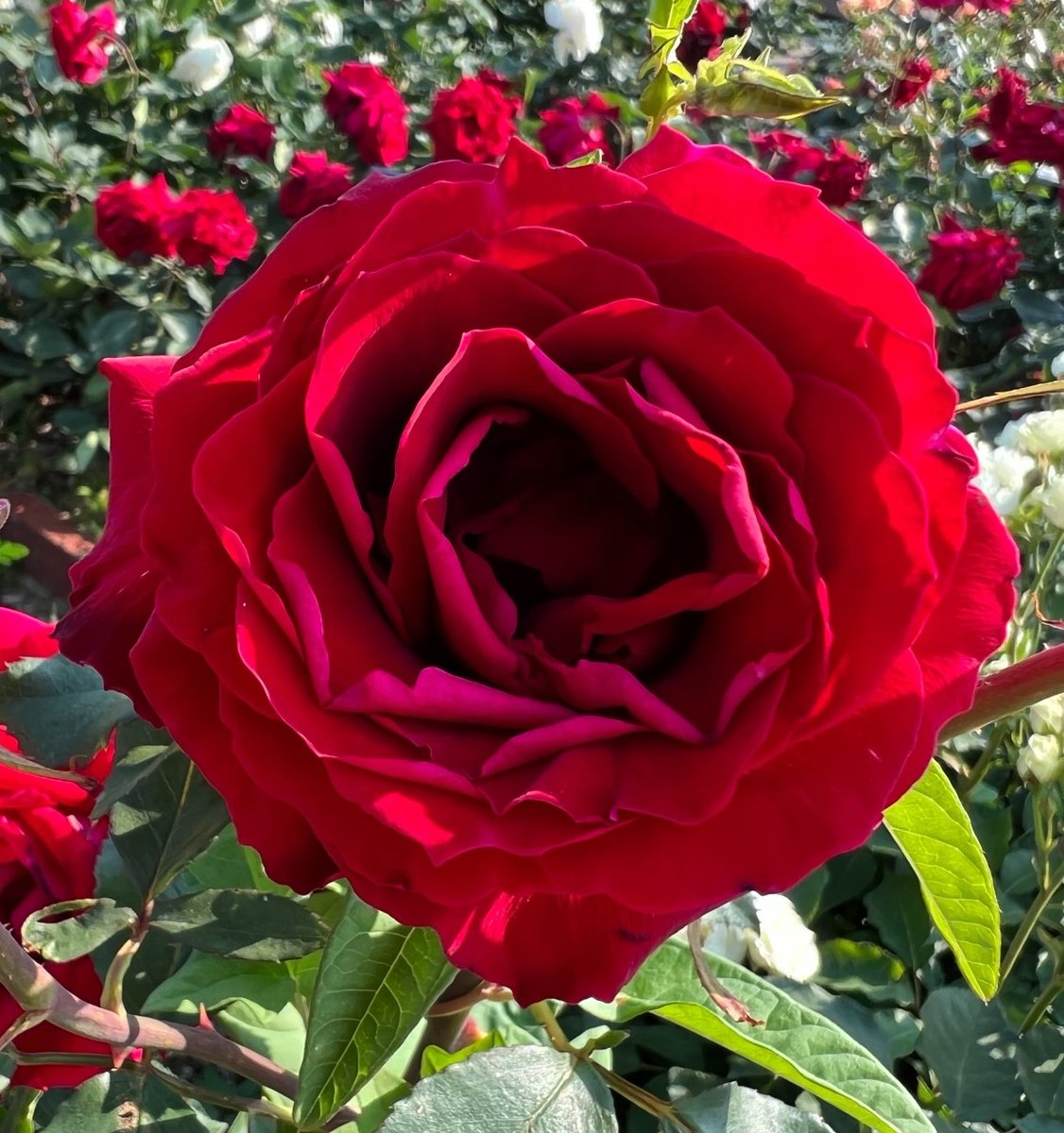 おはようございます🌹✨
今日もよろしくお願いします😃✨