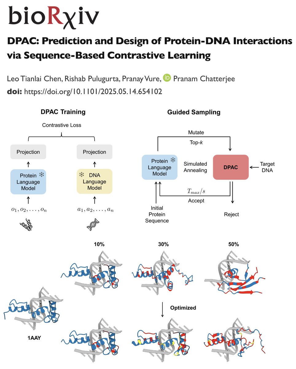 Designing DNA-binding proteins shouldn’t require structures. ❌🧬 With DPAC, we align protein and DNA language models via contrastive learning -- then use simulated annealing to design new binders straight from sequence! 🔀

📜: biorxiv.org/content/10.110…
💻: github.com/programmablebi…